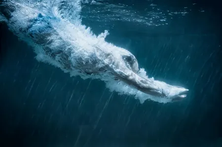 The Blue Hotel Bondi Отели рядом с достопримечательностью «Тамарама Бич»