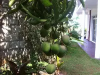 Villa Arunalu Kandy -  Holiday Villas