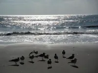North Beach Hotel Hotels in Ventnor City