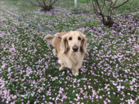 ซัปโปโร คาเนยุ เทย์ โฮเทล แอนด์ รีสอร์ท อาซาฮี กรุ๊ป