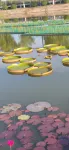 Weishan Island Yuxiang Yashe Homestay