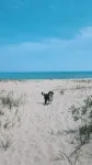 Lake Huron Retreat • Sandy Private Lake Huron Beach • Pet Friendly - Beach