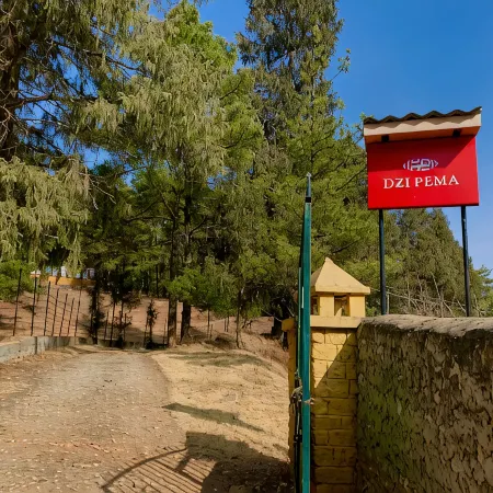 Dzi Pema