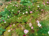 Diebu Manor - บังกะโล