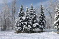 Woodland Trails Cabin on 130 acres with wildlife and miles of private trails - 샬레 호텔