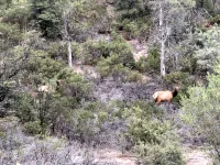 Watching Wildlife: Private Oasis for 4 w/ Patio, BBQ & Parking. Step Inside! - Boutique