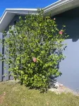 Enjoy Swfl - Bungalows