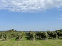 Firefly Cottage Nestled in a Vineyard 1 Mile to Keuka Lake - 3-stjärniga