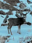Dubois, WY., Wind River Cabin, is Where Your Summer or Winter Adventure Awaits. - 4-Star