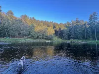 The Lehigh Cottage - Pocono Mountains get-away with gorgeous private waterfall! - 4 tähden