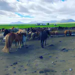 Syðra-Skörðugil Guesthouse Hotels in Saudarkrokur