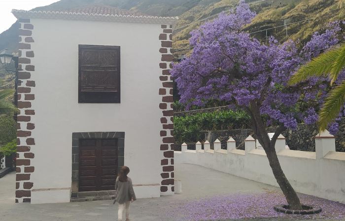 Caracol Trail Mountain la Palma Junto a Trebol
