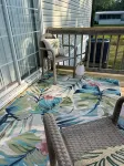 Fancy, Fabulous Flamingo Vibes !! - 3-Star