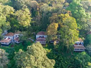 The Tall Trees