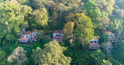 The Tall Trees