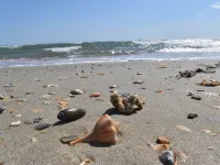 Tranquil Tides Retreat in Frisco, Outer Banks, North Carolina! Hotels in Frisco