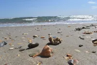 Tranquil Tides Retreat in Frisco, Outer Banks, North Carolina! - 3 stjerner