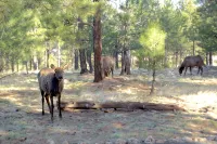 Upscale, Nature Views, Family Retreat for a great Mountain Getaway - 4-نجوم