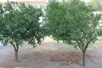 Detached apartment surrounded by greenery, in the quietness a stone's throw from the center - 2-Star
