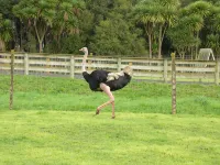 Waitomo Big Bird Retreat
