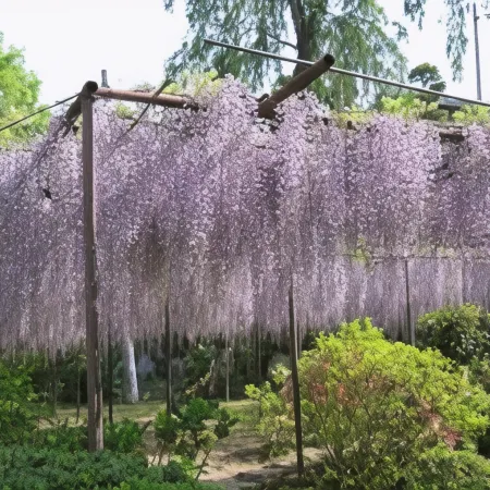 Maruyamanoyu