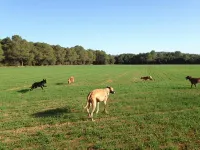 Mas Parets de Empordà Pet Friendly - B&B
