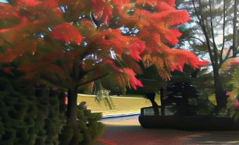 a red maple tree with its leaves changing from green to red , surrounded by bushes and trees at The Loft Bed and Breakfast