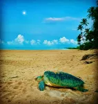 Turtle Paradise - Havudsigt