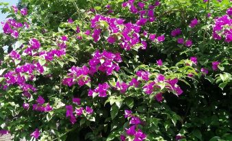 Minshuku Funamiso (Hachijojima)