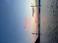 COVE541