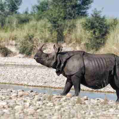 King Jungle Walk Safari & Home Stay Others