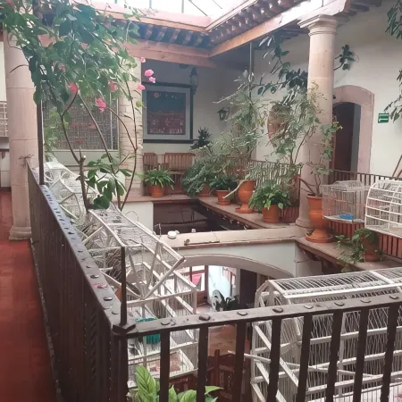 Casa del Pingorongo