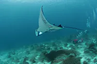 Coriana Dive Resort Hotels in Waisai