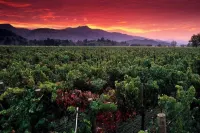 Sonoma Luxury, Enchanting Sonoma Home, Walkable to the Square, Sleeps 10