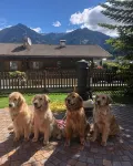Alpine Touring Hotel-Petfriendly