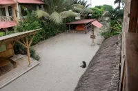 La Casa Mompiche - Pet friendly