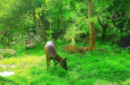 City Center Lodge Отели в г. Анурадхапура