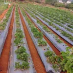 Unique Inn Villa Strawberry Farm Fragrance unit Hotels in Bhilar