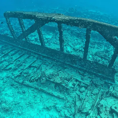 Pavona Maldives