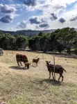 Ironbark Luxury Farm-Stay & Highland Cows. - Wifi