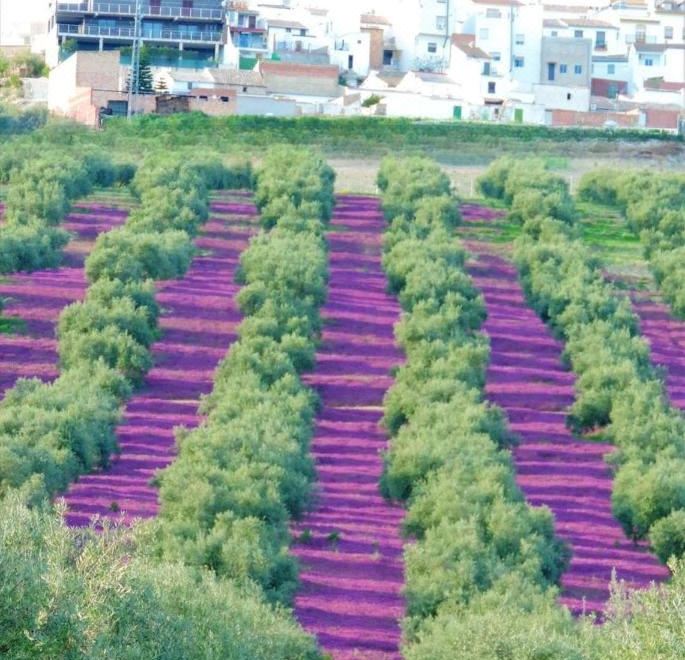 5. Hospediu..