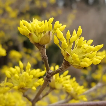 Shokanto Onsen Ryokan