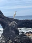Only non- resort beach neighborhood in Kohala Resort Area.Old Hawaii
