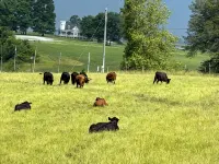 The Hombstead where luxury meets the "farm" - Wifi