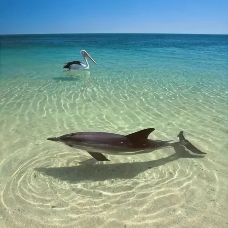 The Blue Heron- Waterfront-Gulf Access-Dock-Pool-Kayaks