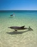 The Blue Heron- Waterfront-Gulf Access-Dock-Pool-Kayaks - 3-Star