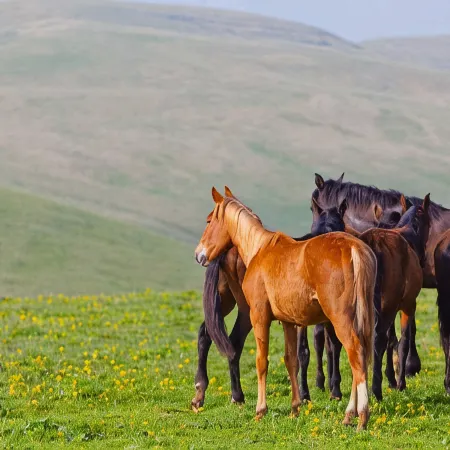Fucheng Yuexiang Hotel (Fengning Bashang Grassland China Horse Town)