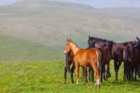 Fucheng Yuexiang Hotel (Fengning Bashang Grassland China Horse Town) - نادي رياضي
