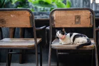 Tangtao Yard Hostel (Xiamen Gulangyu Fuxing Castle) Các khách sạn ở 