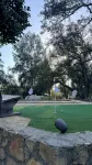 New Uber to Wineries/Weddings Pups + Putting + Bocce